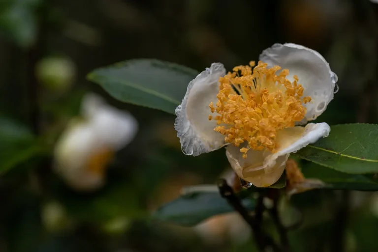 Jeju Camellia PDRN